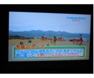 怒るボスザルに発泡スチロールの岩