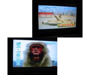 怒るボスザルに発泡スチロールの岩２