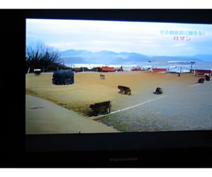 怒るボスザルに発泡スチロールの岩３