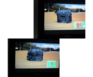 怒るボスザルに発泡スチロールの岩４