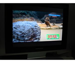 怒るボスザルに発泡スチロールの岩６