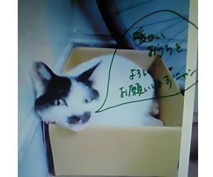 猫小屋の使用例