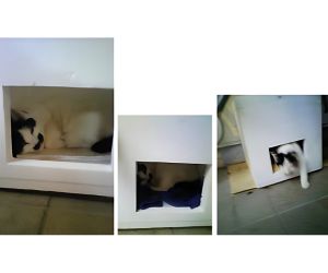 猫小屋 使用例2