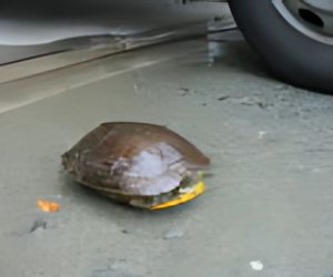 ペットの保温箱