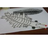 アノマロカリス