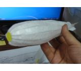 飛行船ヒンデンブルグ号