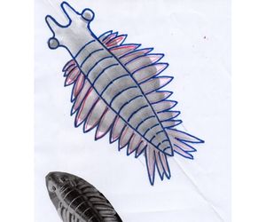 アノマロカリス4