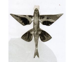 トビウオの紙飛行機3