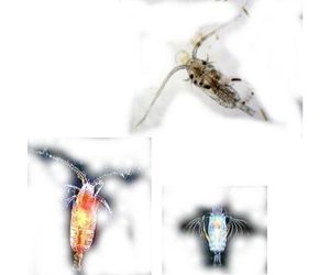 プランクトンの遊泳 ひげの生えたミジンコ3