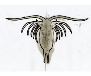 プランクトンの遊泳 ひげの生えたミジンコ4