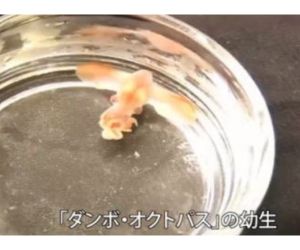 タンボオクトパスの紙飛行機